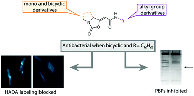 Graphical abstract: Bicyclic enol cyclocarbamates inhibit penicillin-binding proteins