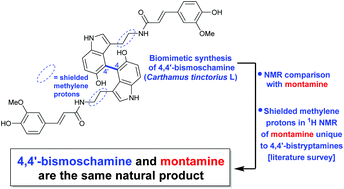 Graphical abstract: 4,4′-Bismoschamine: biomimetic synthesis and evidence to support structural equivalency to montamine