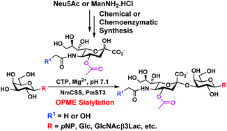Graphical abstract: Effective one-pot multienzyme (OPME) synthesis of monotreme milk oligosaccharides and other sialosides containing 4-O-acetyl sialic acid
