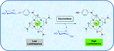 Graphical abstract: Glycosylated lanthanide cyclen complexes as luminescent probes for monitoring glycosidase enzyme activity
