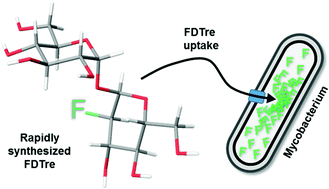 Graphical abstract: Deoxyfluoro-d-trehalose (FDTre) analogues as potential PET probes for imaging mycobacterial infection