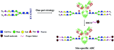 Graphical abstract: One-pot N-glycosylation remodeling of IgG with non-natural sialylglycopeptides enables glycosite-specific and dual-payload antibody–drug conjugates