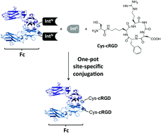 Graphical abstract: Access to site-specific Fc–cRGD peptide conjugates through streamlined expressed protein ligation