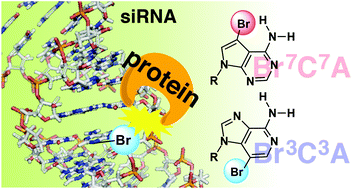 Graphical abstract: Groove modification of siRNA duplexes to elucidate siRNA–protein interactions using 7-bromo-7-deazaadenosine and 3-bromo-3-deazaadenosine as chemical probes