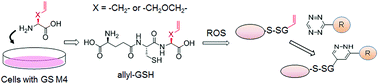 Graphical abstract: Clickable glutathione using tetrazine-alkene bioorthogonal chemistry for detecting protein glutathionylation