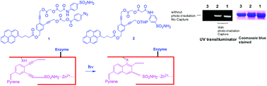 Graphical abstract: Enediyne-based protein capture agents: demonstration of an enediyne moiety acting as a photoaffinity label