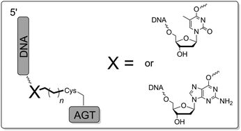 Graphical abstract: Site-specific covalent capture of human O6-alkylguanine-DNA-alkyltransferase using single-stranded intrastrand cross-linked DNA
