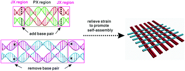 Graphical abstract: Facilitation of DNA self-assembly by relieving the torsional strains between building blocks