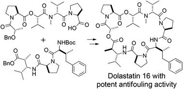 Graphical abstract: Total synthesis and biological activity of dolastatin 16
