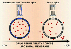 Graphical abstract: Characterization of drug encapsulation and retention in archaea-inspired tetraether liposomes