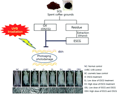 Graphical abstract: Topical application of spent coffee ground extracts protects skin from ultraviolet B-induced photoaging in hairless mice