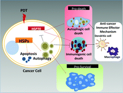 Graphical abstract: Heat shock proteins in the context of photodynamic therapy: autophagy, apoptosis and immunogenic cell death