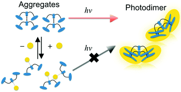 Graphical abstract: Control of the intermolecular photodimerization of anthracene derivatives by hydrogen bonding of urea groups in dilute solution