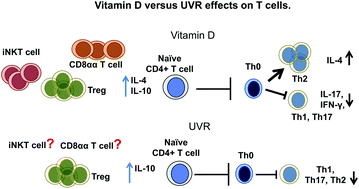 Graphical abstract: The role of UVR and vitamin D on T cells and inflammatory bowel disease
