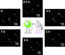 Graphical abstract: Single-wavelength-controlled in situ dynamic super-resolution fluorescence imaging for block copolymer nanostructures via blue-light-switchable FRAP
