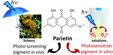 Graphical abstract: Parietin: an efficient photo-screening pigment in vivo with good photosensitizing and photodynamic antibacterial effects in vitro