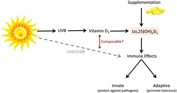 Graphical abstract: ASTHMA – comparing the impact of vitamin D versus UVR on clinical and immune parameters
