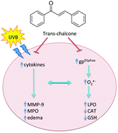 Graphical abstract: trans-Chalcone, a flavonoid precursor, inhibits UV-induced skin inflammation and oxidative stress in mice by targeting NADPH oxidase and cytokine production
