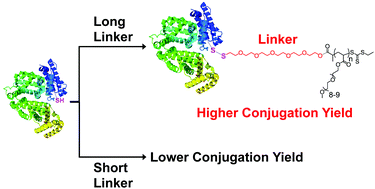 Graphical abstract: Enhancing the conjugation yield of brush polymer–protein conjugates by increasing the linker length at the polymer end-group