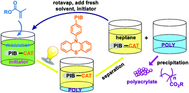 Graphical abstract: Recyclable polyisobutylene (PIB)-bound organic photoredox catalyst catalyzed polymerization reactions