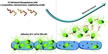 Graphical abstract: A library of heptyl mannose-functionalized copolymers with distinct compositions, microstructures and neighboring non-sugar motifs as potent antiadhesives of type 1 piliated E. coli