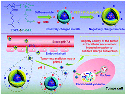 Graphical abstract: Dual pH-responsive micelles with both charge-conversional property and hydrophobic–hydrophilic transition for effective cellular uptake and intracellular drug release