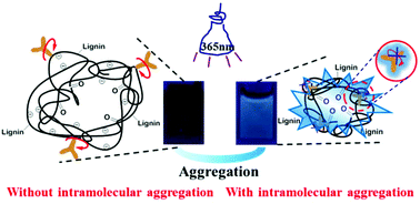 Graphical abstract: Aggregation-induced emission: the origin of lignin fluorescence