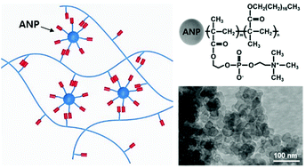 Graphical abstract: Novel associative nanoparticles grafted with hydrophobically modified zwitterionic polymer brushes for the rheological control of aqueous polymer gel fluids