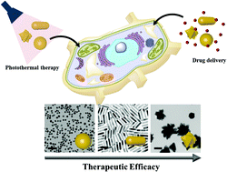 Graphical abstract: Effect of gold nanoparticle shapes for phototherapy and drug delivery