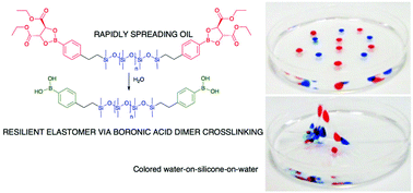 Graphical abstract: Spread and set silicone–boronic acid elastomers