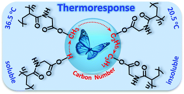 Graphical abstract: N-Ester-substituted polyacrylamides with a tunable lower critical solution temperature (LCST): the N-ester-substitute dependent thermoresponse