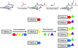 Graphical abstract: Multifunctional cellulose esters by olefin cross-metathesis and thiol-Michael addition
