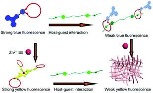 Graphical abstract: A novel supramolecular system with multiple fluorescent states constructed by orthogonal self-assembly