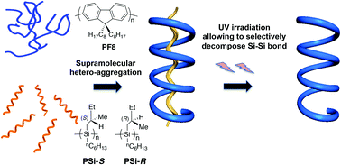 Graphical abstract: Aggregation-induced scaffolding: photoscissable helical polysilane generates circularly polarized luminescent polyfluorene