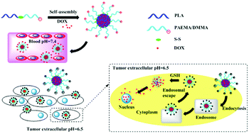 Graphical abstract: Synergetic enhancement of antitumor efficacy with charge-reversal and reduction-sensitive polymer micelles