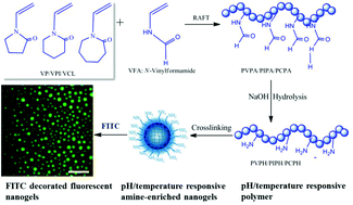 Graphical abstract: Temperature and pH dual-responsive poly(vinyl lactam) copolymers functionalized with amine side groups via RAFT polymerization