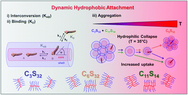 Graphical abstract: Tunable dynamic hydrophobic attachment of guest molecules in amphiphilic core–shell polymers