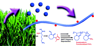 Graphical abstract: Amino-functionalized poly(N-vinylcaprolactam) derived from lysine: a sustainable polymer with thermo and pH dual stimuli response
