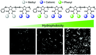 Graphical abstract: Increased hydrophobic block length of PTDMs promotes protein internalization