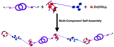 Graphical abstract: Supramolecular main-chain polycatenanes formed by orthogonal metal ion coordination and pillar[5]arene-based host–guest interaction