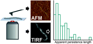 Graphical abstract: Mechanical properties of single supramolecular polymers from correlative AFM and fluorescence microscopy
