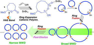 Graphical abstract: A convergent approach to ring polymers with narrow molecular weight distributions through post dilution in ring expansion cationic polymerization