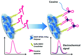 Graphical abstract: Synthesis and application of a novel poly-l-phenylalanine electroactive macromonomer as matrix for the biosensing of ‘Abused Drug’ model