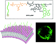 Graphical abstract: Synthesis of lipo-glycopolymers for cell surface engineering