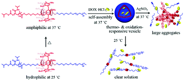Graphical abstract: Thermo- and oxidation-responsive supramolecular vesicles constructed from self-assembled pillar[6]arene-ferrocene based amphiphilic supramolecular diblock copolymers