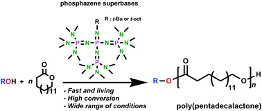 Graphical abstract: Ring-opening polymerization of ω-pentadecalactone catalyzed by phosphazene superbases