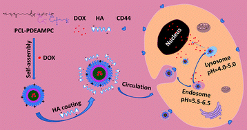 Graphical abstract: Phosphorylcholine micelles decorated by hyaluronic acid for enhancing antitumor efficiency