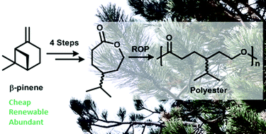 Graphical abstract: Polymerisation of a terpene-derived lactone: a bio-based alternative to ε-caprolactone