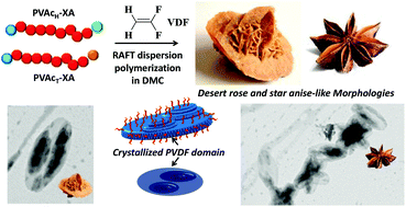 Graphical abstract: Polymerization-induced self-assembly of PVAc-b-PVDF block copolymers via RAFT dispersion polymerization of vinylidene fluoride in dimethyl carbonate