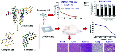Graphical abstract: An asymmetric binuclear zinc(ii) complex with mixed iminodiacetate and phenanthroline ligands: synthesis, characterization, structural conversion and anticancer properties
